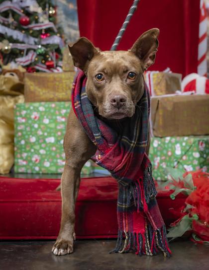 Enlarge Shrimp, a Adoptable Mixed Breed in Memphis, TN image 3/3