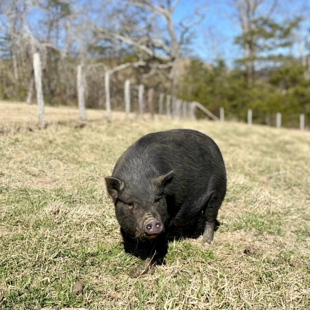 Juliana, a Adoptable Pig in Asheville, NC image 1/5