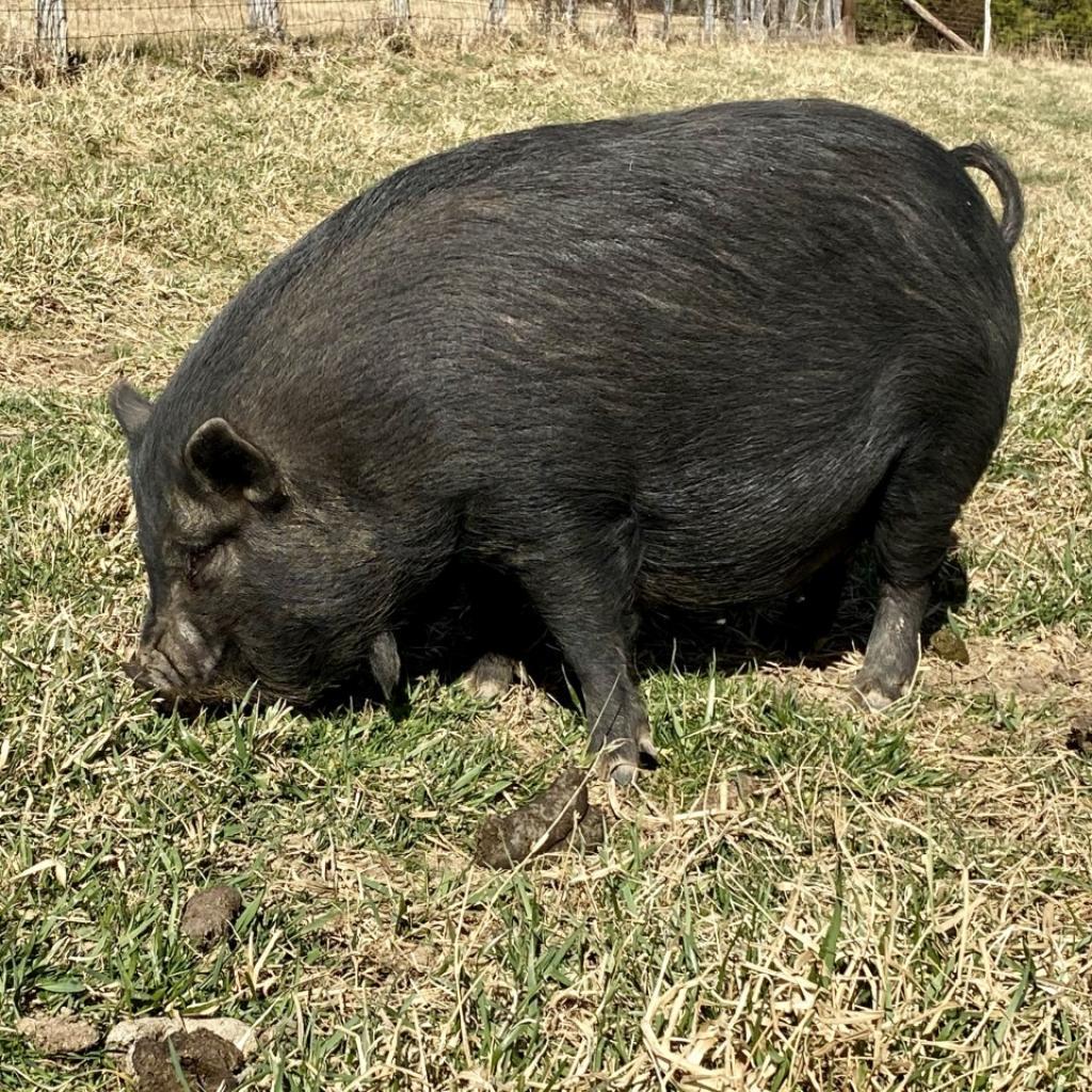 Juliana, a Adoptable Pig in Asheville, NC image 2/5