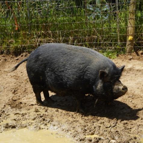 Juliana, a Adoptable Pig in Asheville, NC image 1/6