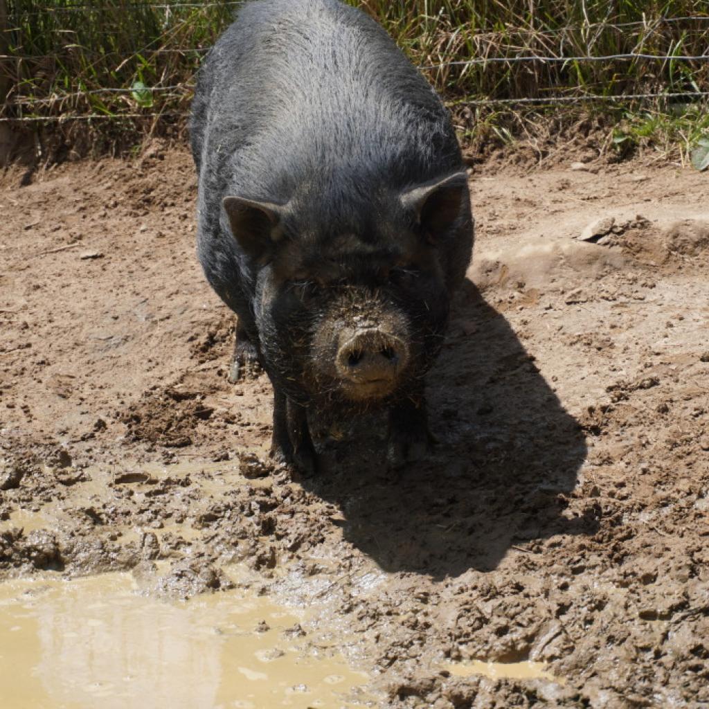 Juliana, a Adoptable Pig in Asheville, NC image 3/6