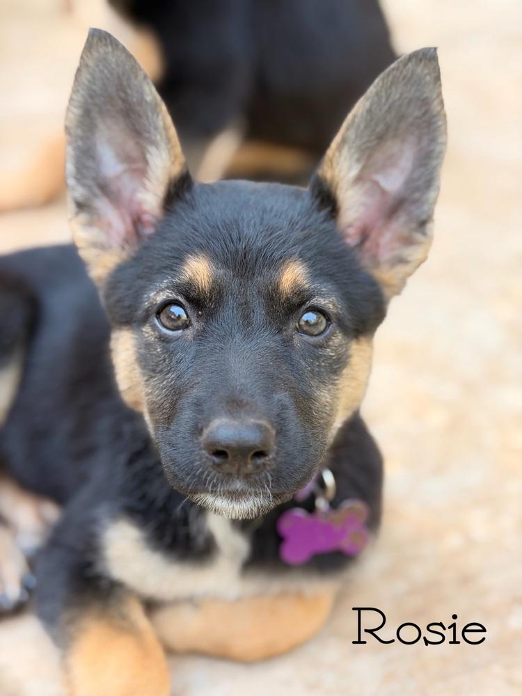 Rosie, a Adoptable mixed breed in Pleasant Hill, CA image 1/4