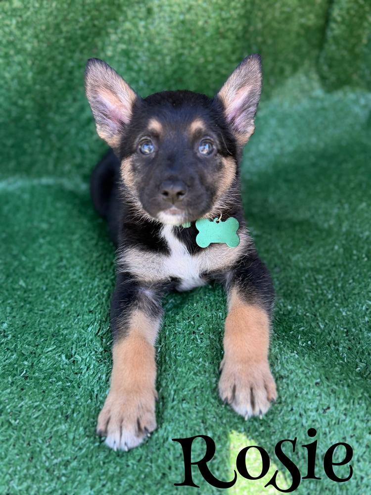 Rosie, a Adoptable mixed breed in Pleasant Hill, CA image 2/4