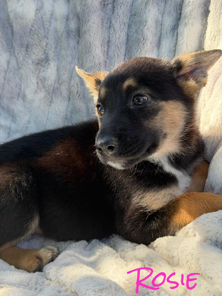 Rosie, a Adoptable mixed breed in Pleasant Hill, CA image 4/4