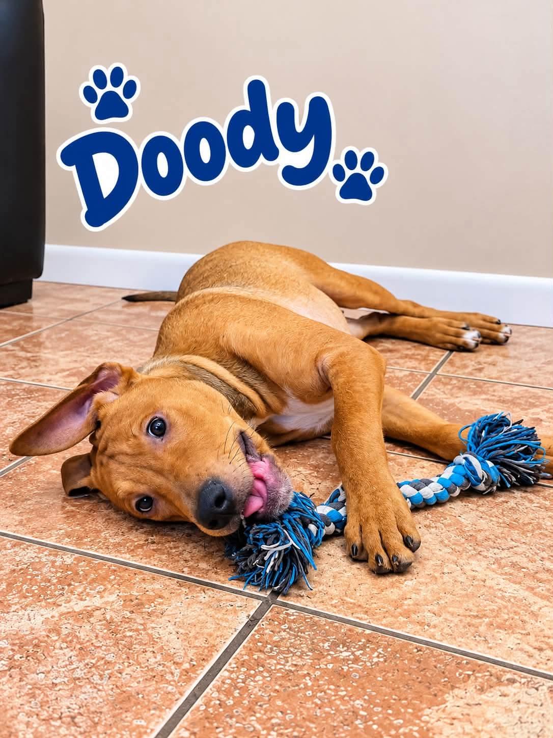 Enlarge Doody, a Adoptable mixed breed in Rock Hill, NY image 2/2