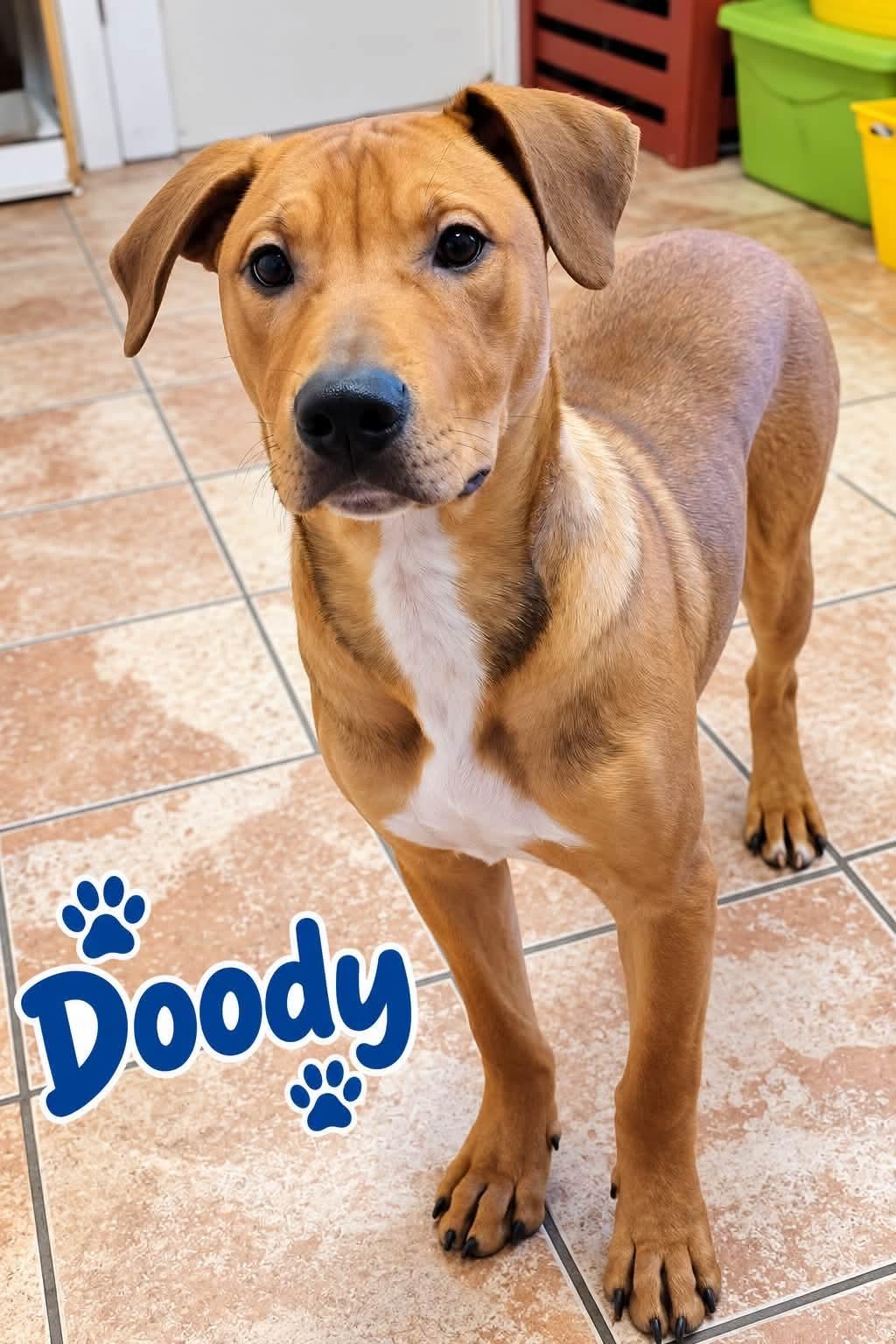 Enlarge Doody, a Adoptable mixed breed in Rock Hill, NY image 1/2