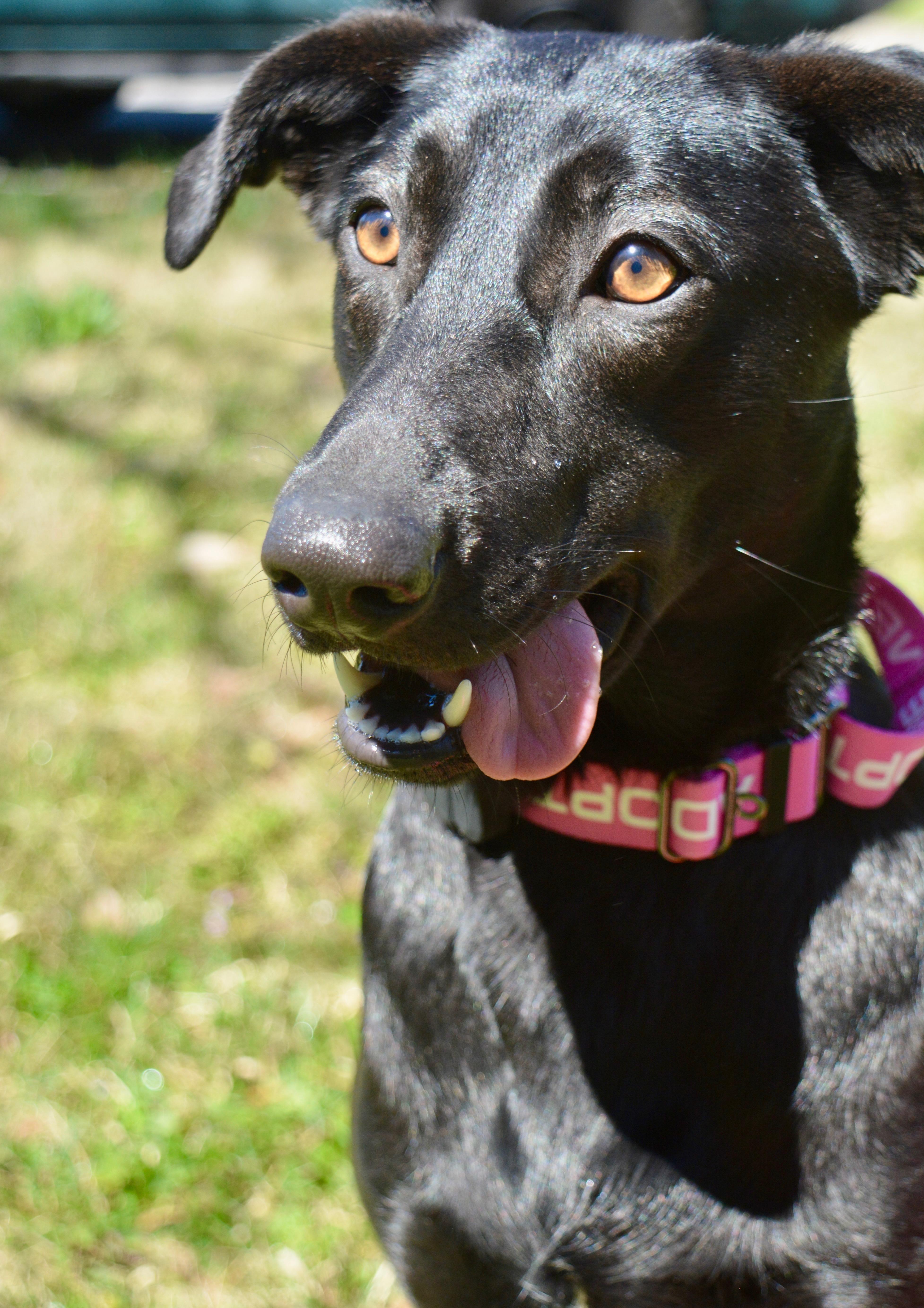 Enlarge Vivian , a Adoptable mixed breed in Quakertown, PA image 3/6