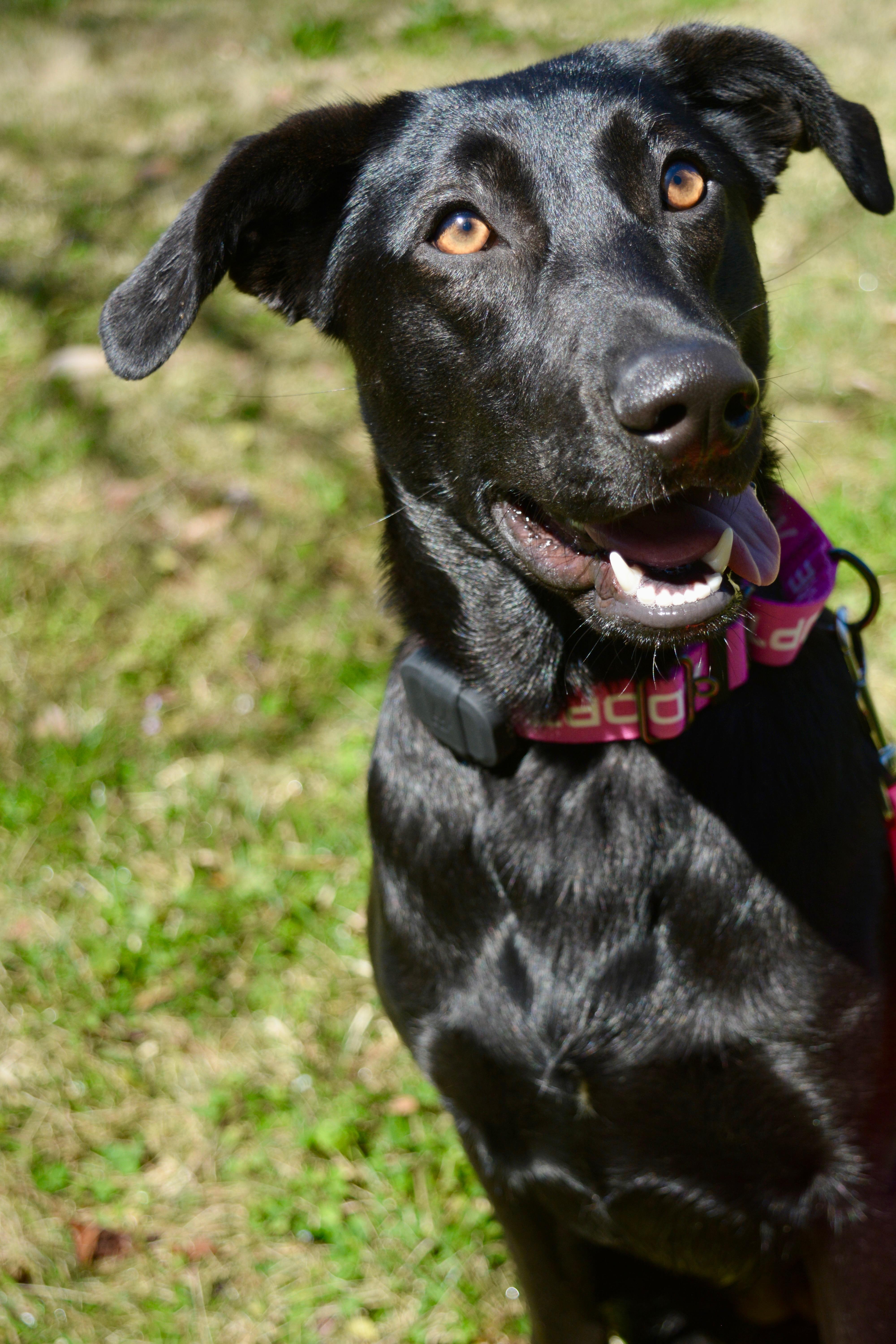 Vivian , Adoptable, Puppy Female Black Labrador Retriever & German Shepherd Dog.