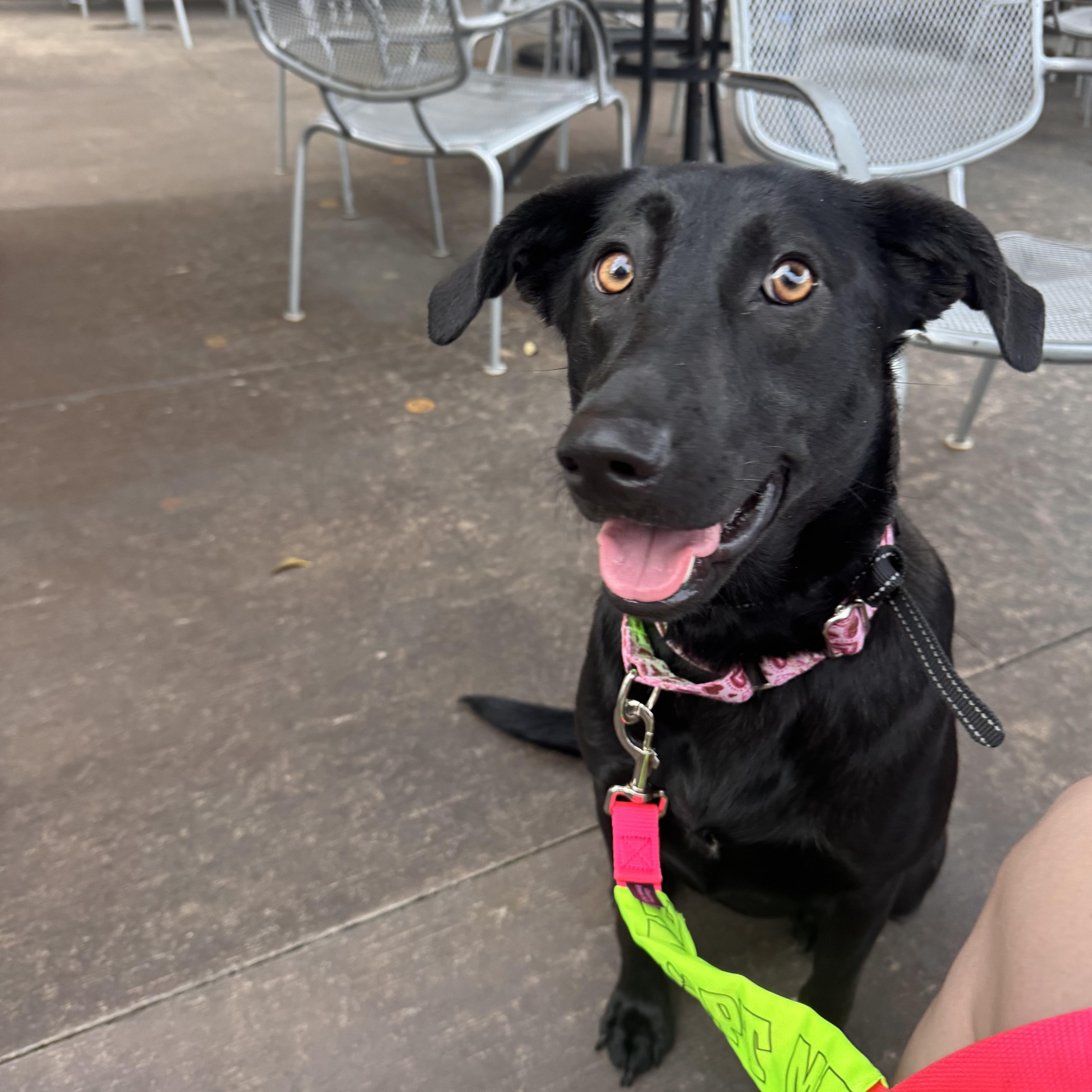 Enlarge Vivian , a Adoptable mixed breed in Quakertown, PA image 6/6