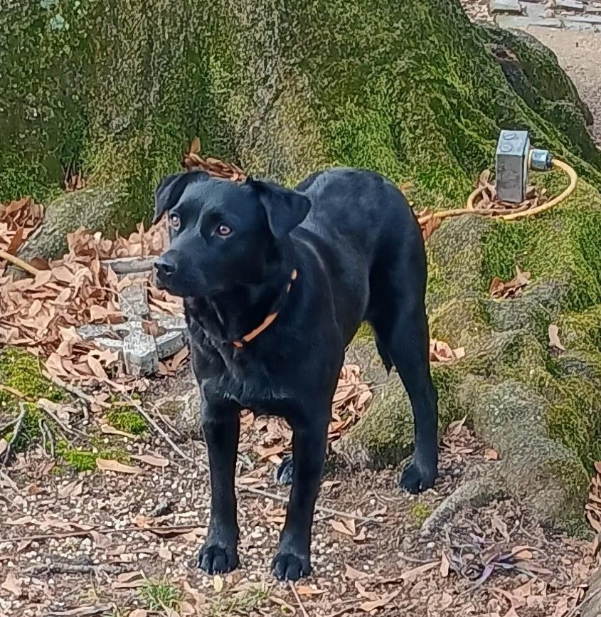 Rosemary , an adopted mixed breed in Cincinnati , OH image 3/6