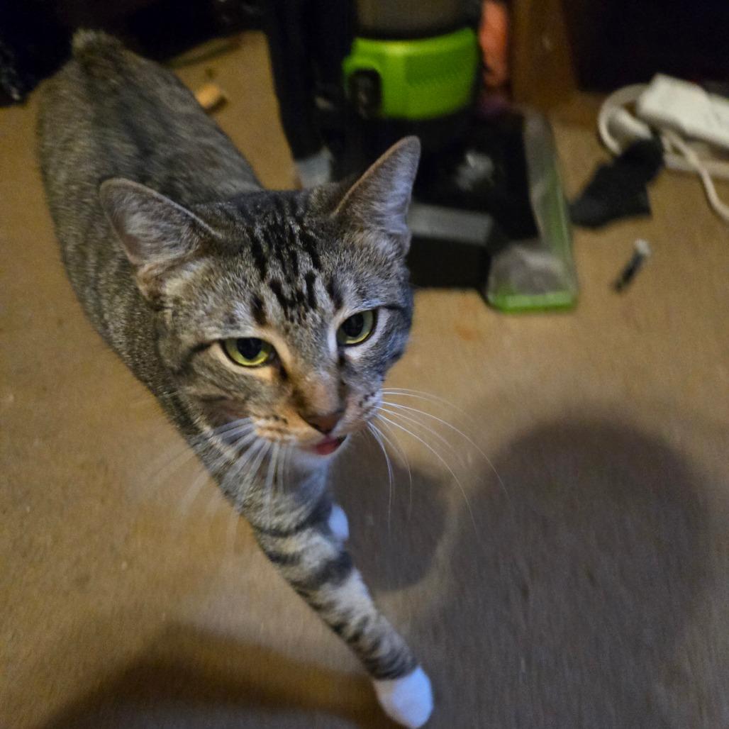 Enlarge Sarafina, a Adoptable Manx in Waggaman, LA image 1/3