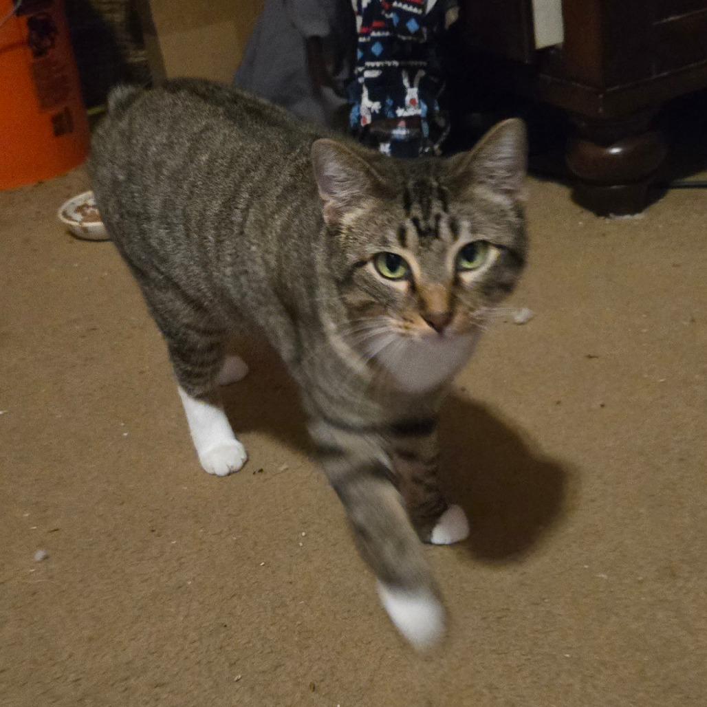 Enlarge Sarafina, a Adoptable Manx in Waggaman, LA image 2/3