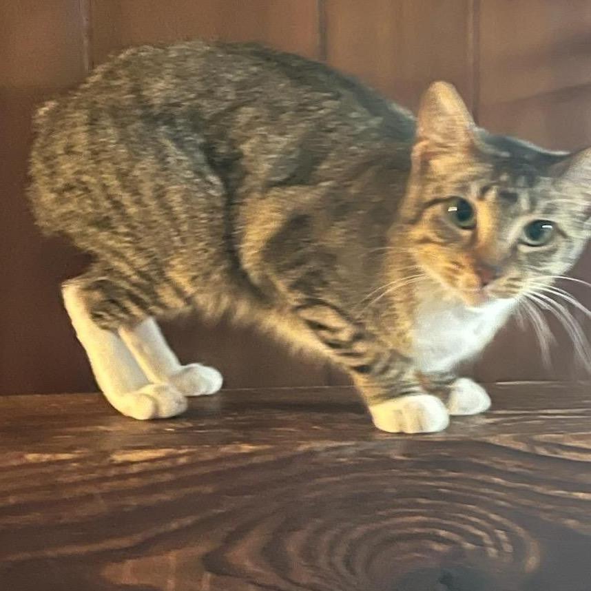 Enlarge Sarafina, a Adoptable Manx in Waggaman, LA image 3/3