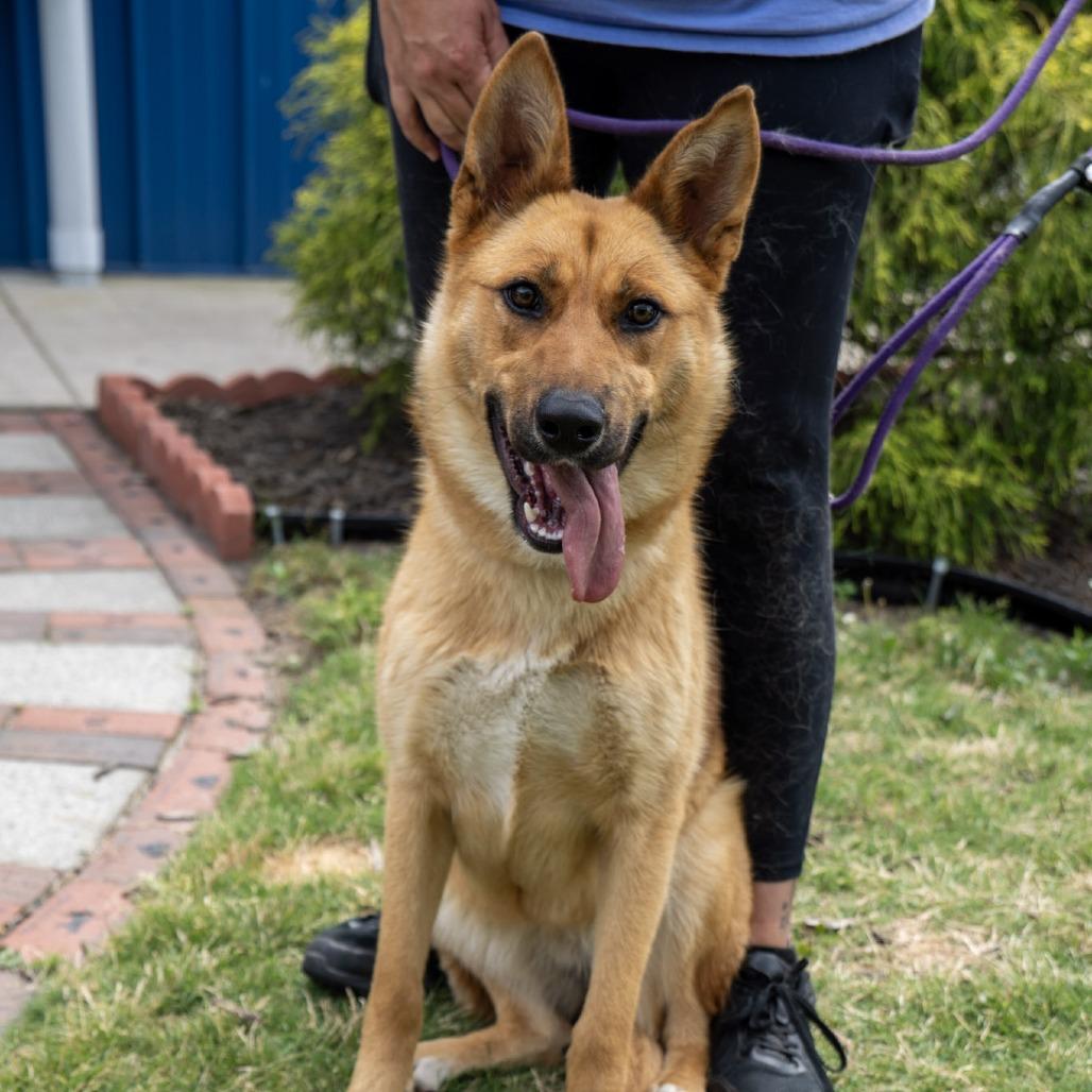 Winnie, a Adoptable mixed breed in Elizabeth City, NC image 1/6