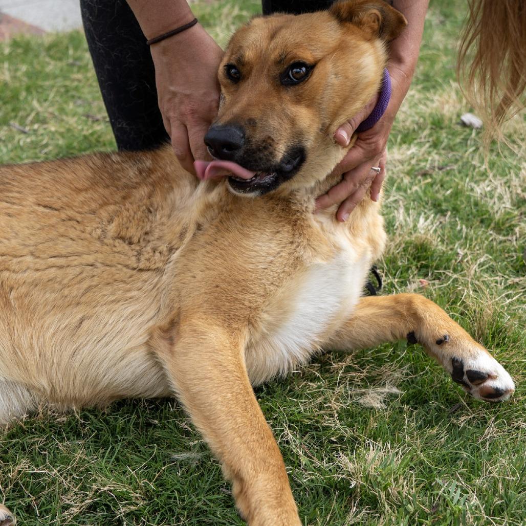 Winnie, a Adoptable mixed breed in Elizabeth City, NC image 2/6