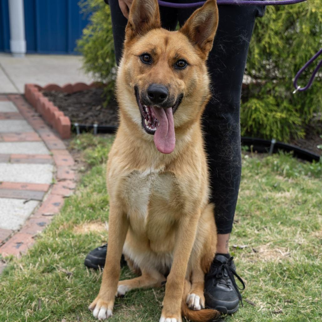 Winnie, a Adoptable mixed breed in Elizabeth City, NC image 3/6