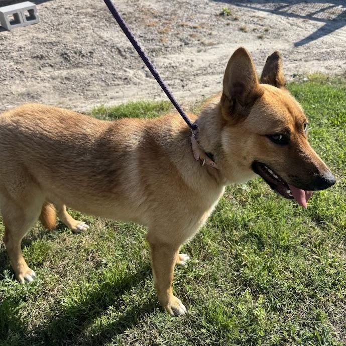 Winnie, a Adoptable mixed breed in Elizabeth City, NC image 5/6