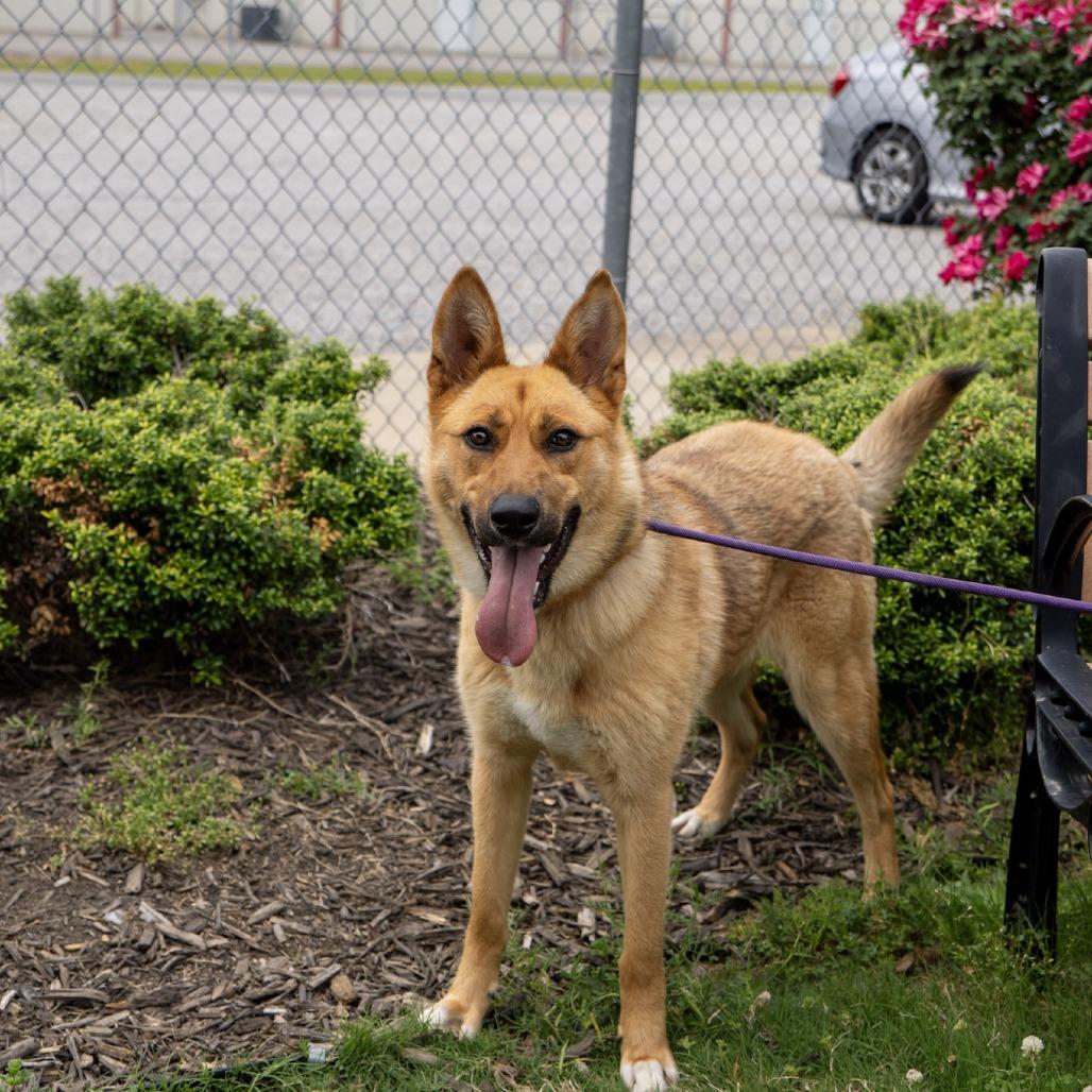 Winnie, a Adoptable mixed breed in Elizabeth City, NC image 6/6