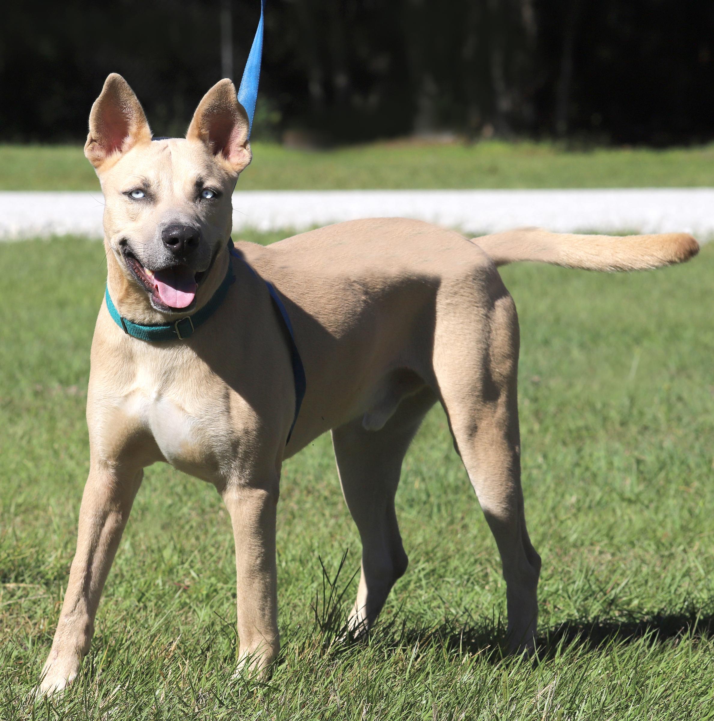 Enlarge Liberty, a Adoptable mixed breed in North Fort Myers, FL image 2/3