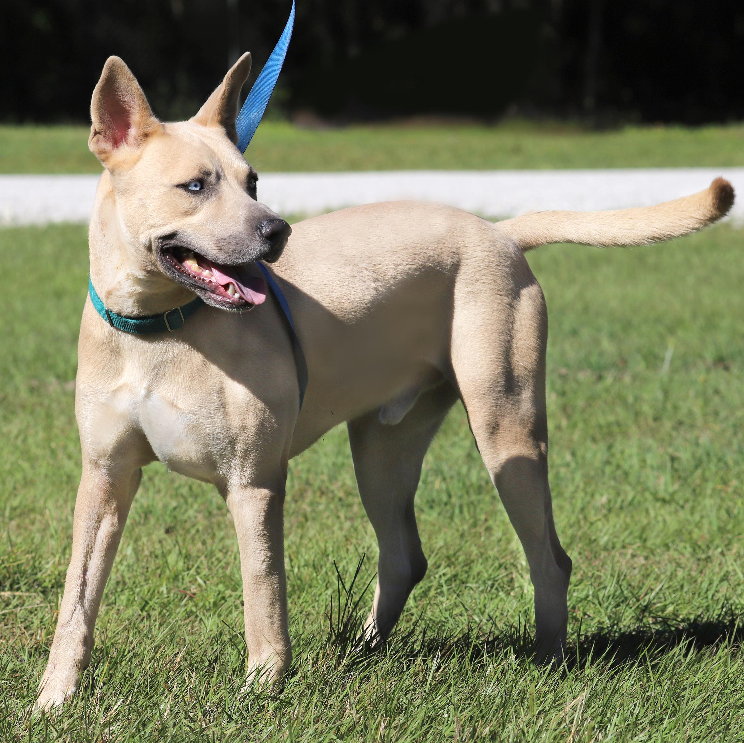 Enlarge Liberty, a Adoptable mixed breed in North Fort Myers, FL image 3/3