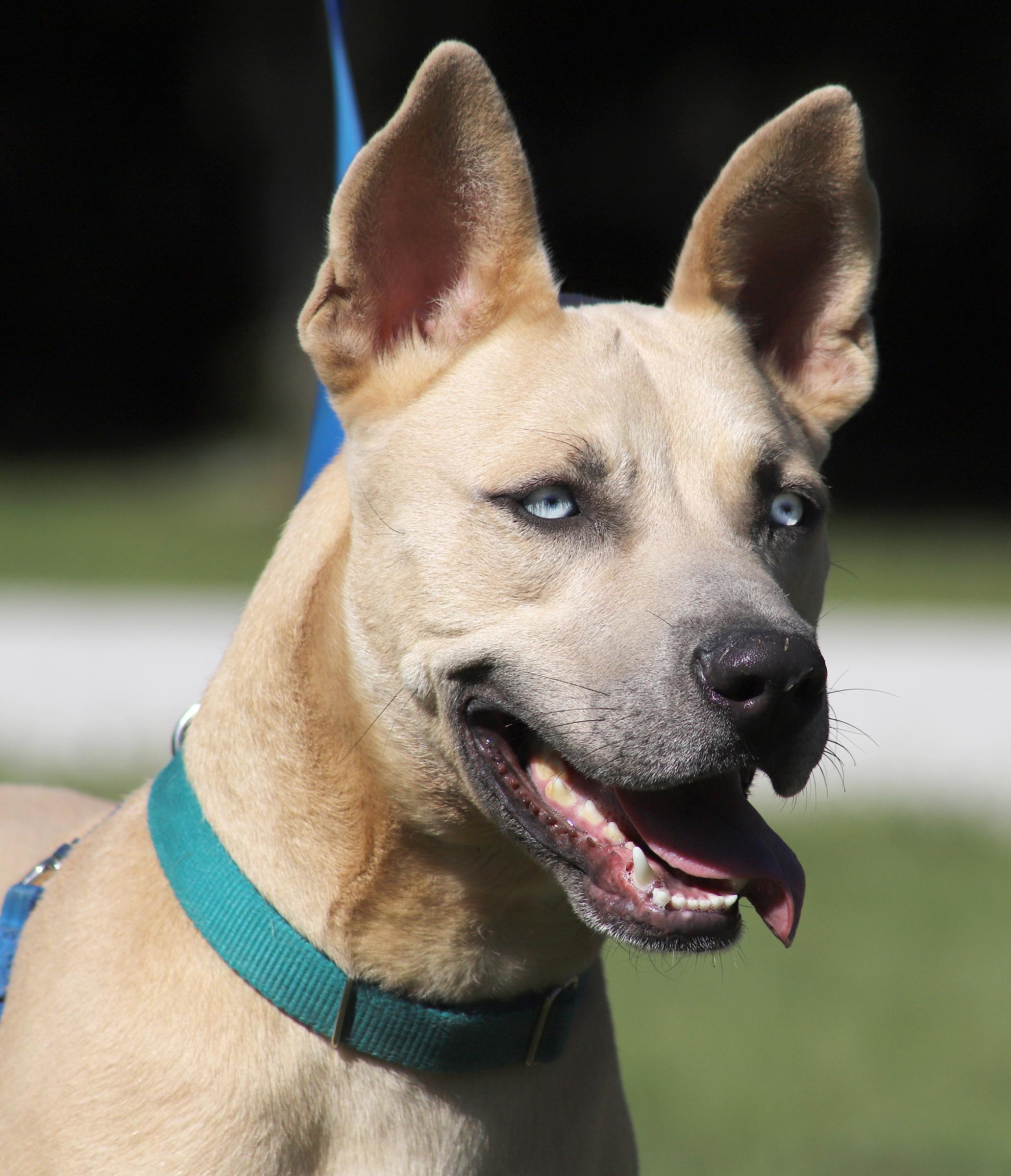 Enlarge Liberty, a Adoptable mixed breed in North Fort Myers, FL image 1/3