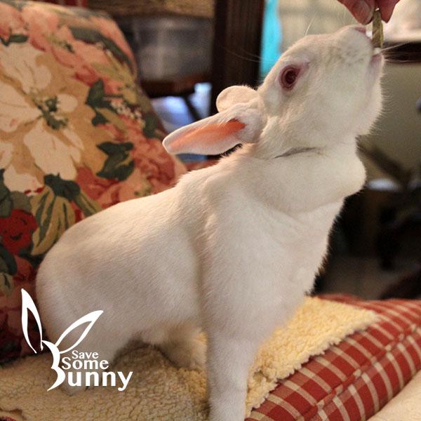 Blanca, Adoptable, Adult Female New Zealand.