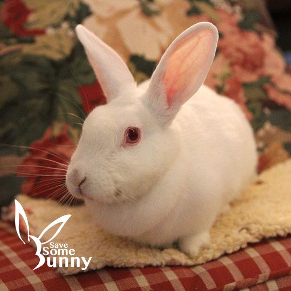 Blanca, a Adoptable New Zealand in Santa Ana, CA image 3/6