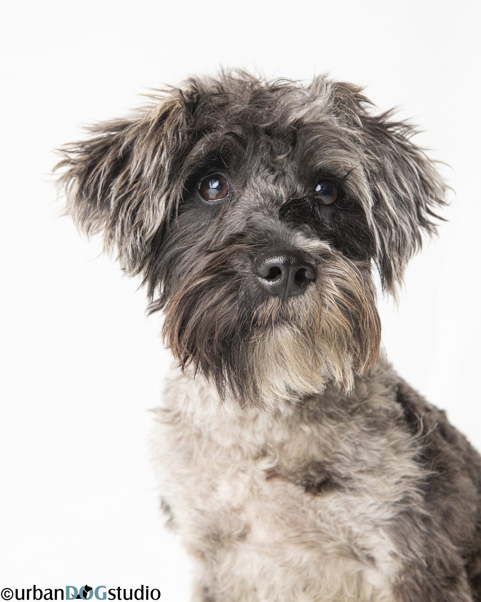 Pretzel - M, Adoptable, Young Male Schnauzer.