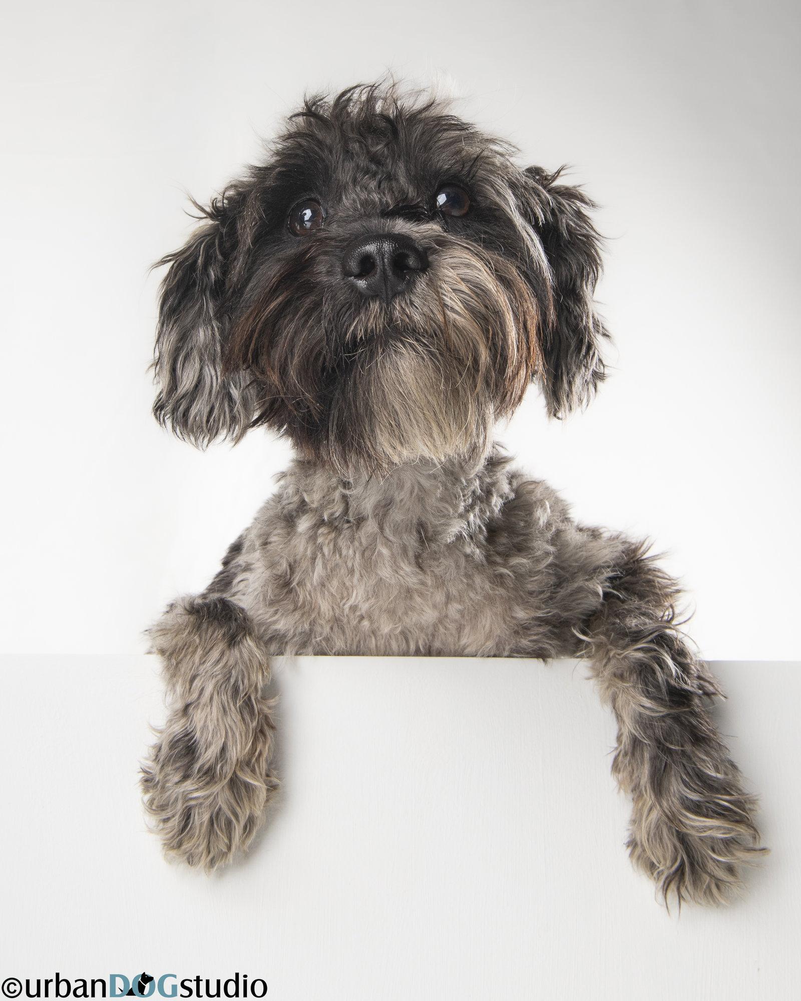 Enlarge Pretzel - M, a Adoptable Schnauzer in Tampa, FL image 3/3