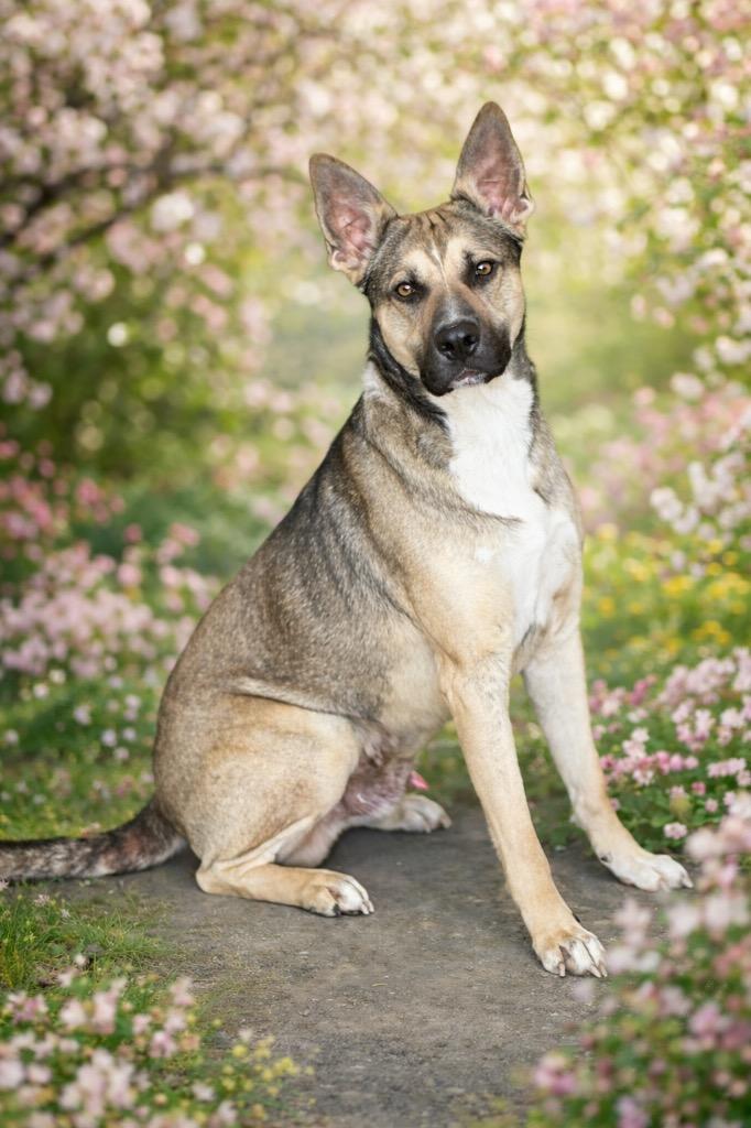 Enlarge Benji, a Adoptable mixed breed in Cobden, IL image 1/1