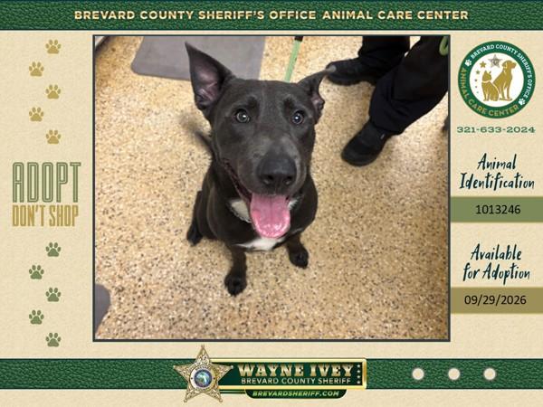 Cricket, Adoptable, Adult Male Mixed Breed.