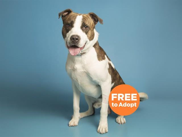 Enlarge MILO, a Adoptable Pit Bull Terrier in Phoenix, AZ image 1/1
