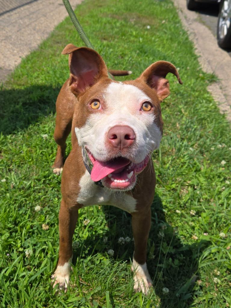 Nina, ADOPTABLE, Young Female Pit Bull Terrier.
