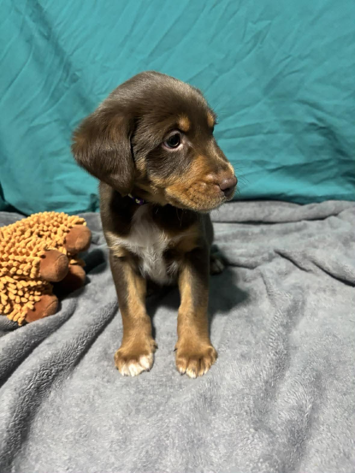 Hansel, a ADOPTABLE Mixed Breed in Kenosha, WI image 2/6