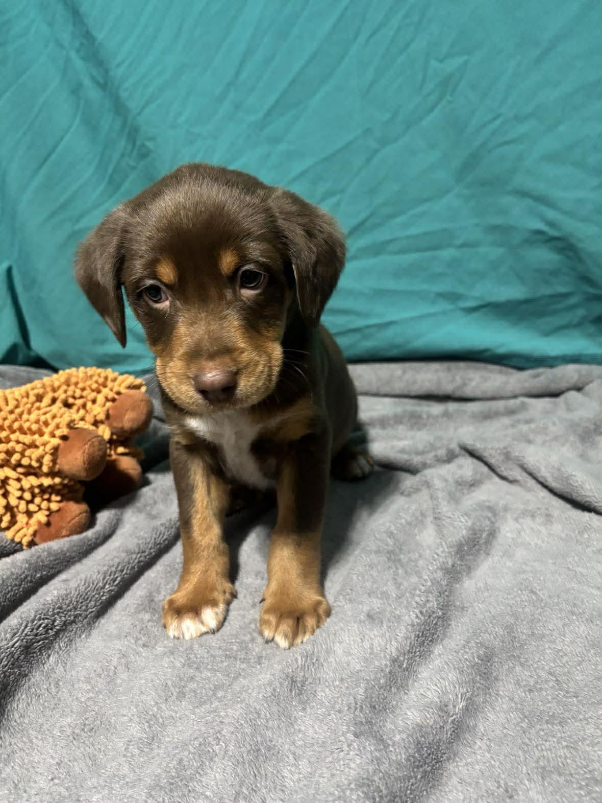 Hansel, a ADOPTABLE Mixed Breed in Kenosha, WI image 6/6