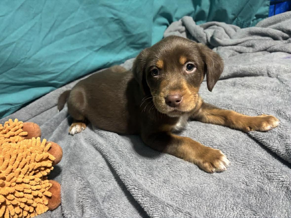 Hansel, a ADOPTABLE Mixed Breed in Kenosha, WI image 3/6