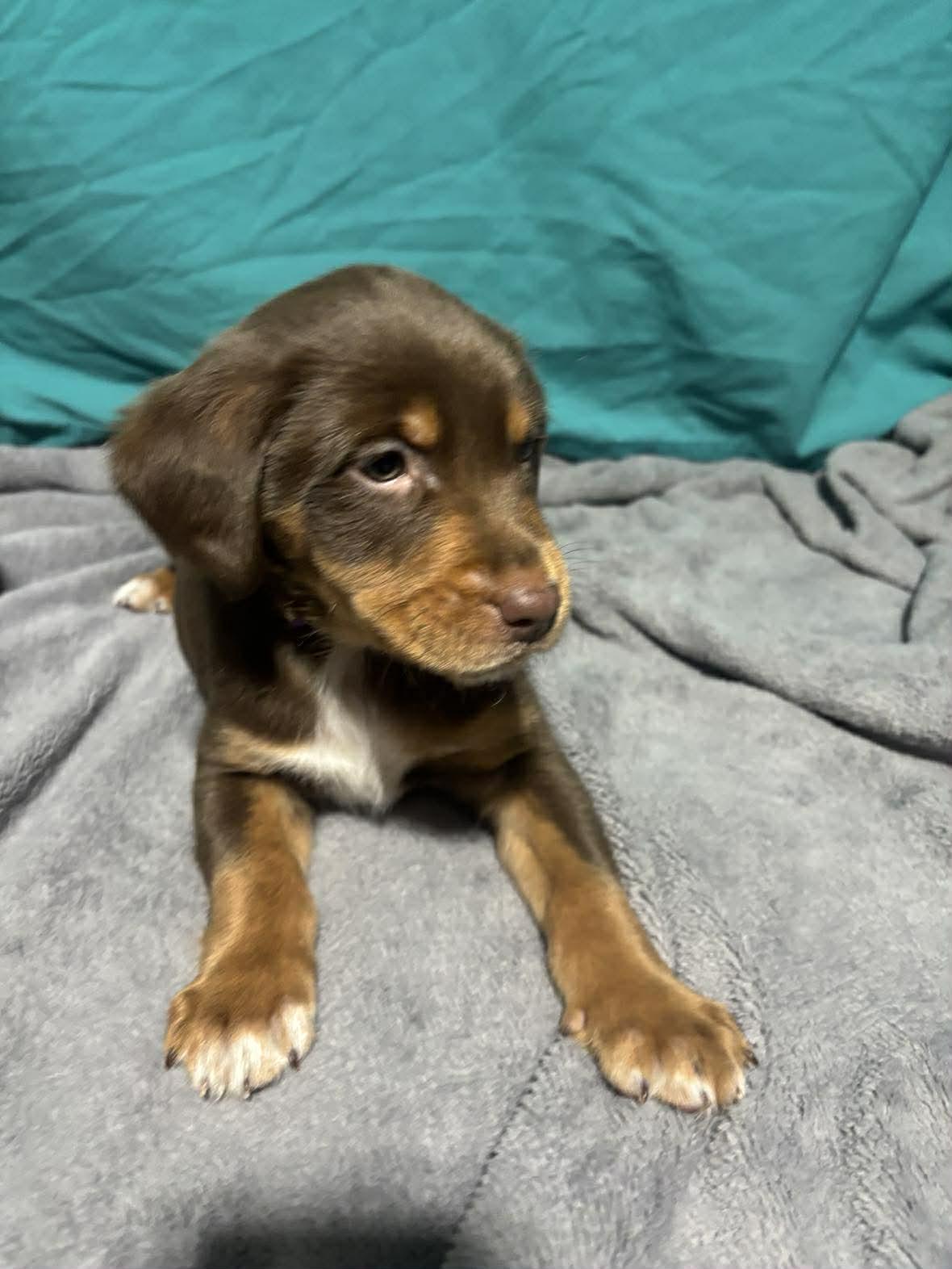 Hansel, a ADOPTABLE Mixed Breed in Kenosha, WI image 1/6