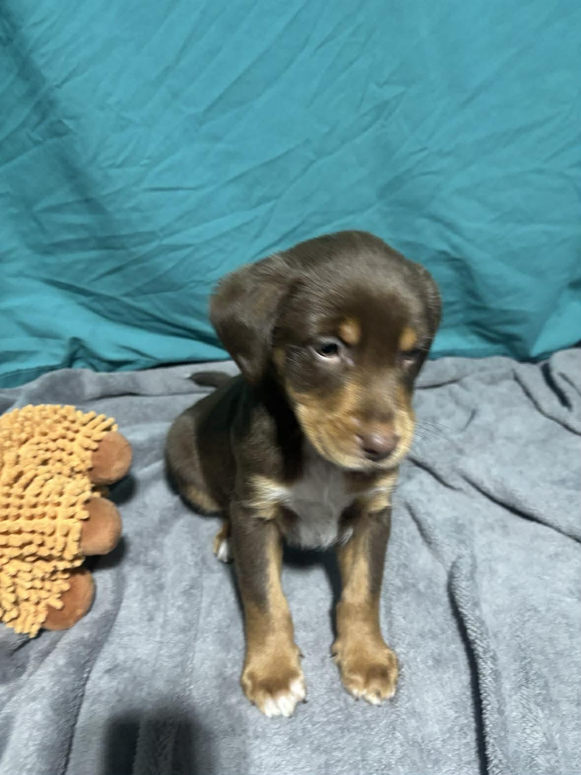 Hansel, a ADOPTABLE Mixed Breed in Kenosha, WI image 5/6