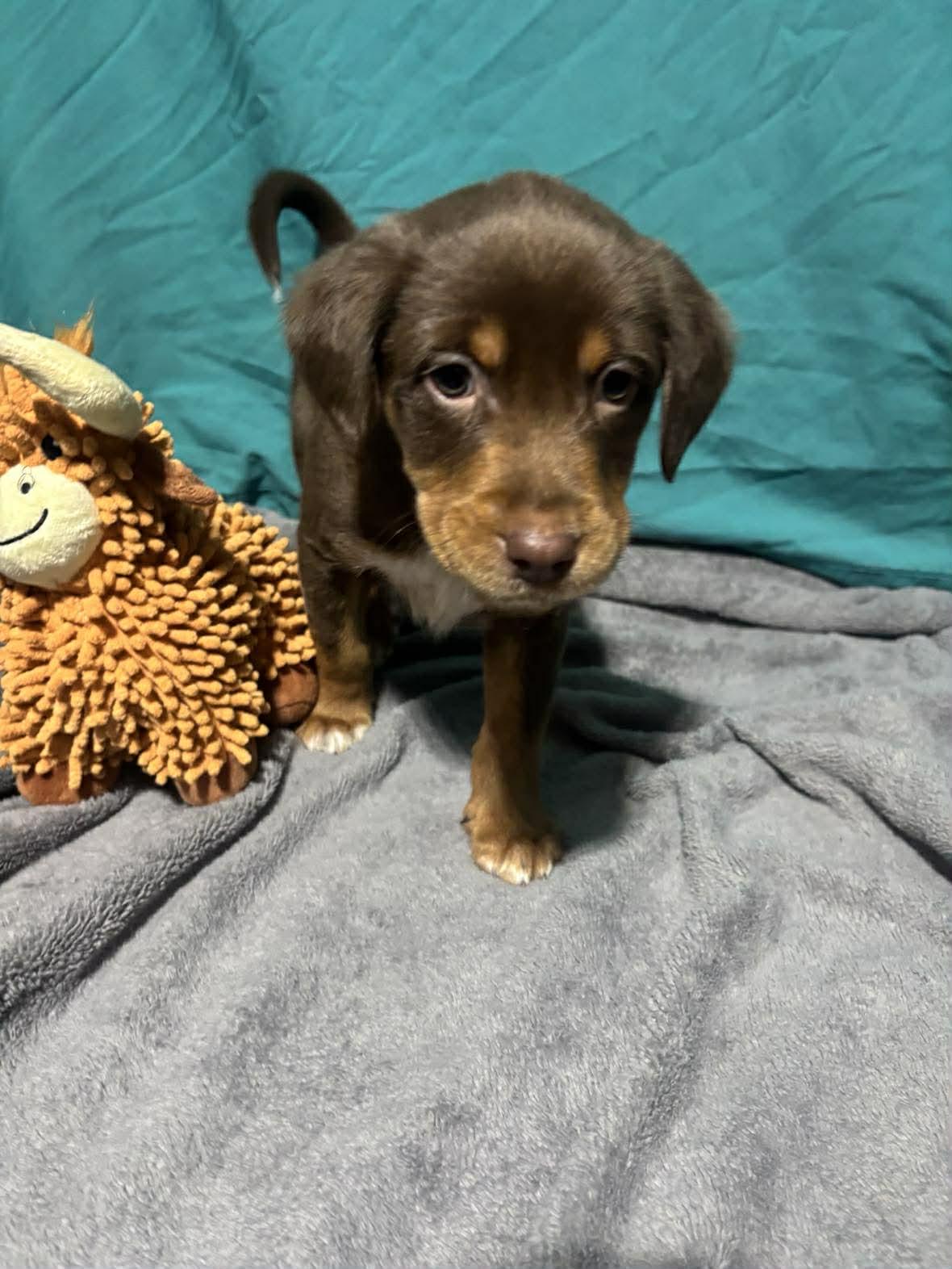 Hansel, a ADOPTABLE Mixed Breed in Kenosha, WI image 4/6