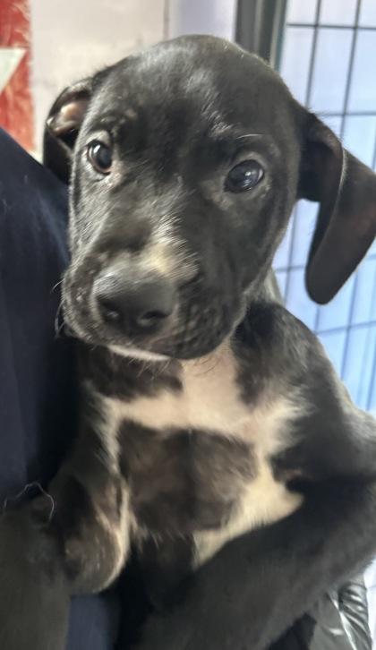Rosie