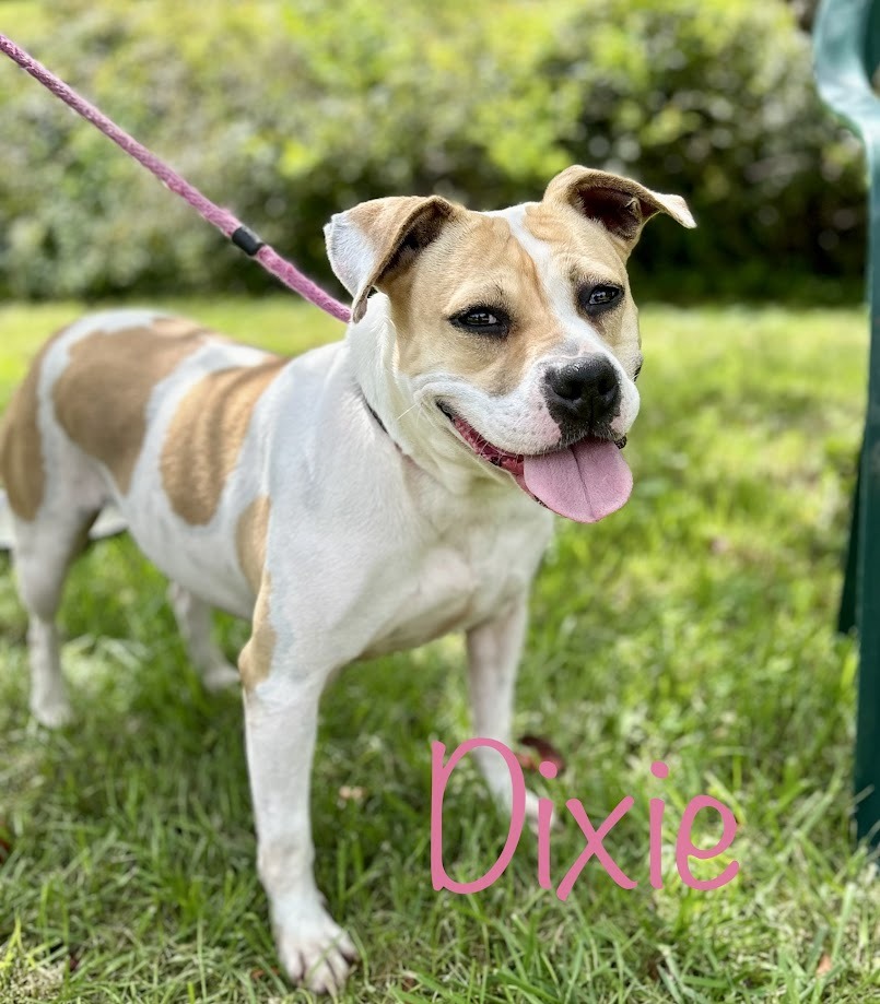 Enlarge Dixie, a Adoptable mixed breed in Springfield, OH image 1/5