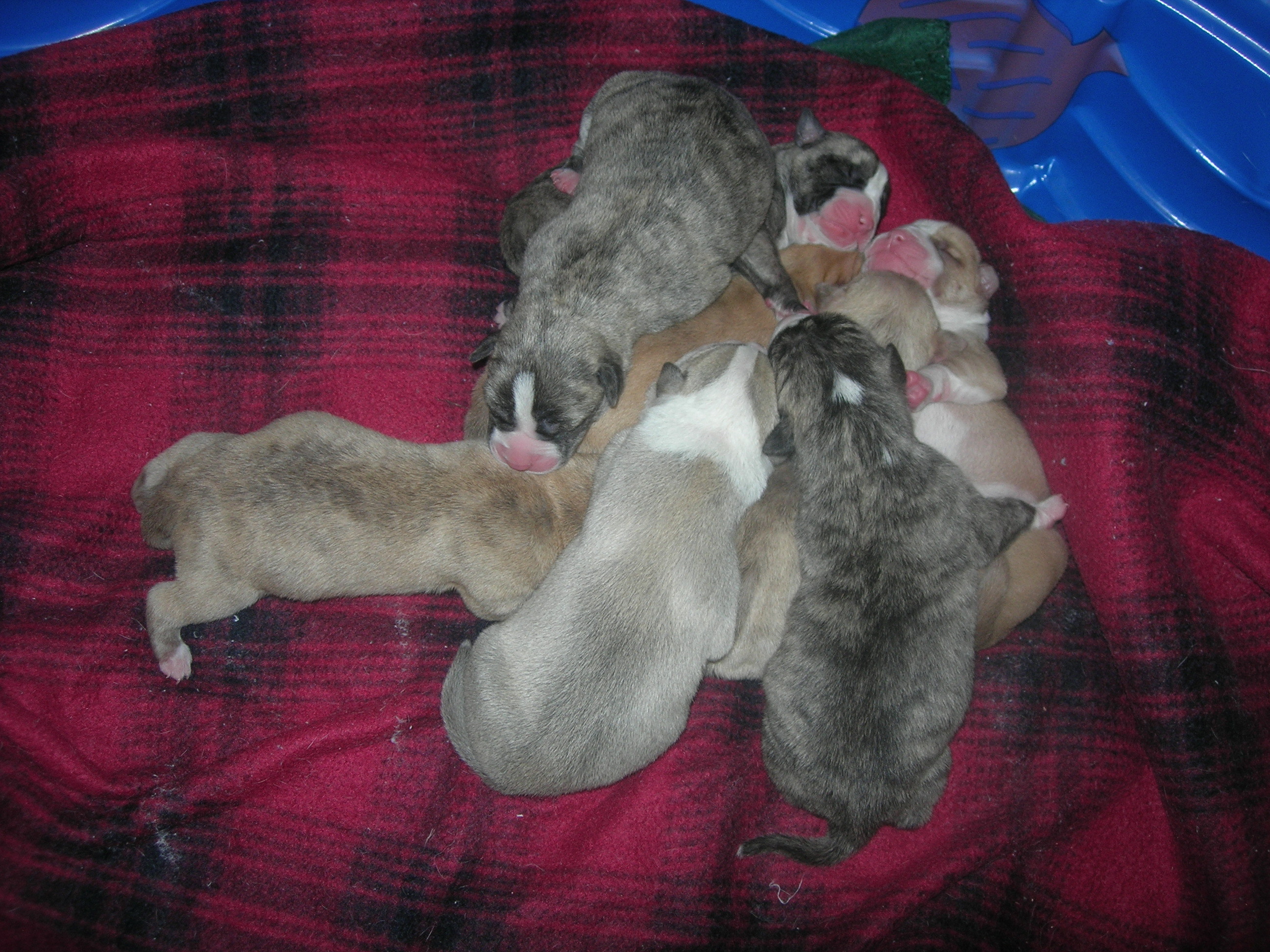 Enlarge Dixie, a Adoptable mixed breed in Springfield, OH image 2/5