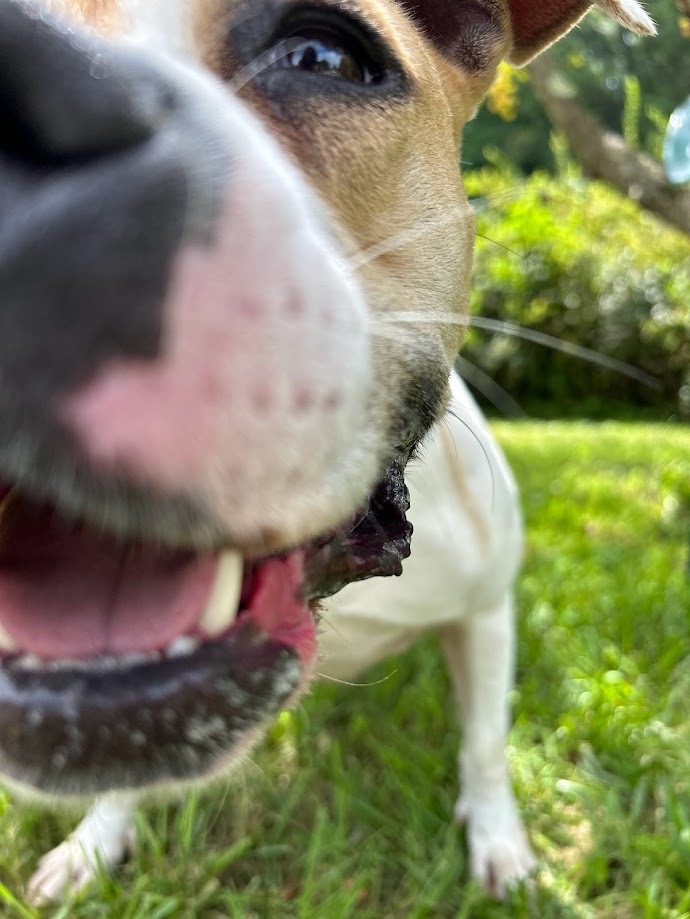 Enlarge Dixie, a Adoptable mixed breed in Springfield, OH image 3/5