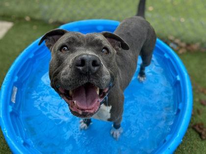 London, Adoptable, Adult Female American Bulldog & Mixed Breed.
