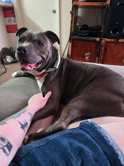 London, a Adoptable mixed breed in Gainesville, FL image 3/3