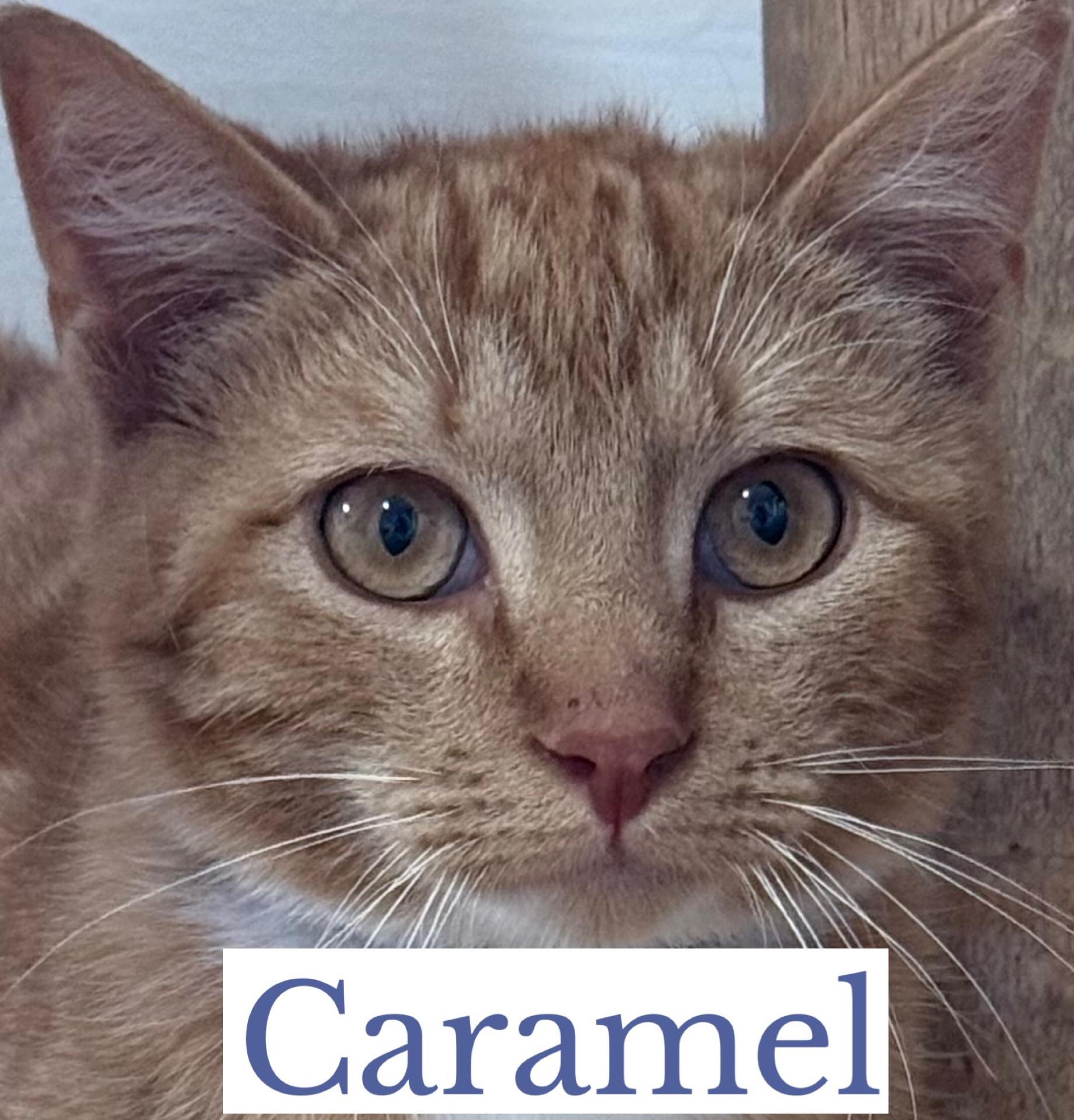 Caramel, a ADOPTABLE Domestic Short Hair in Berkeley Springs, WV image 5/5