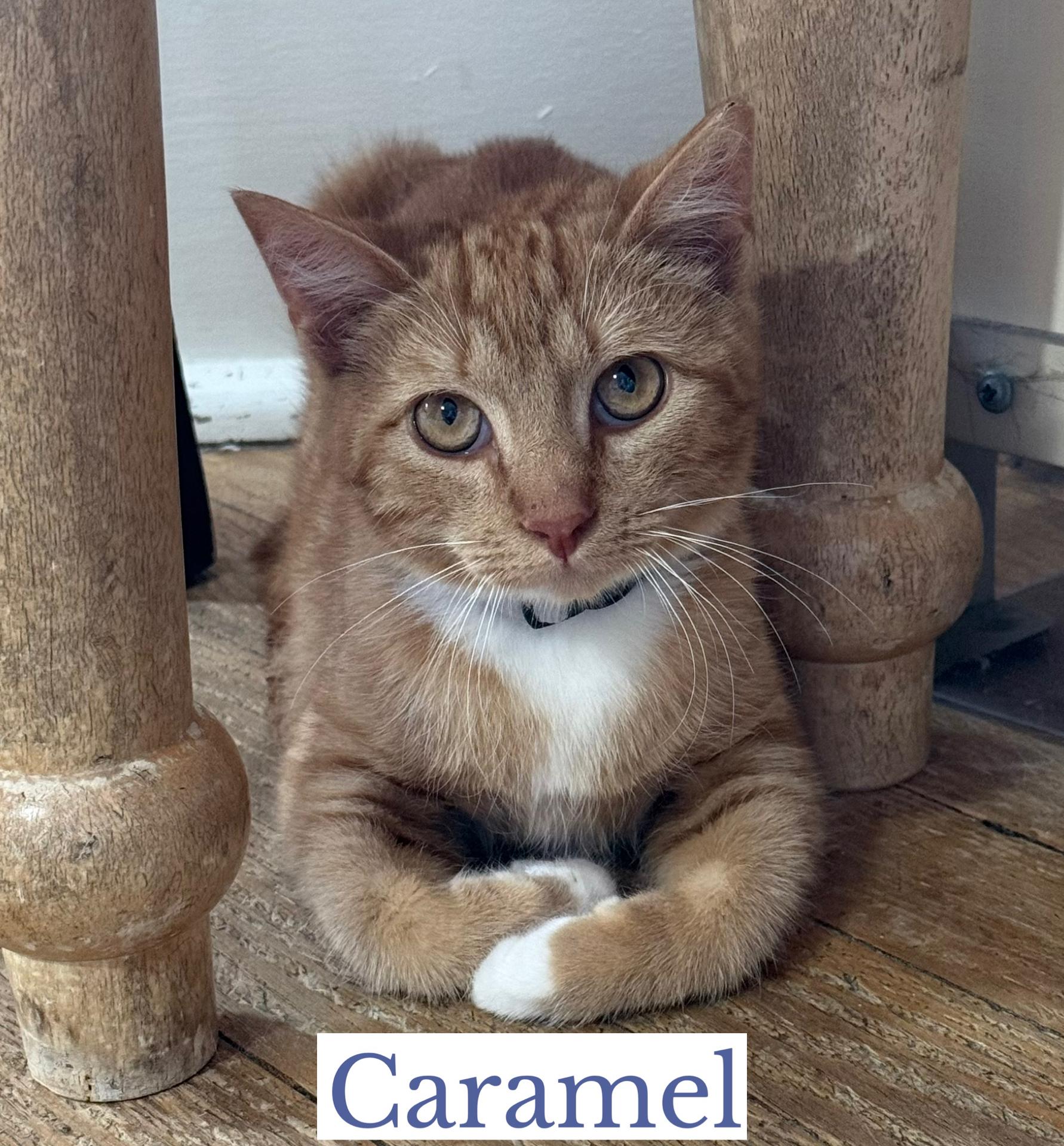 Caramel, a ADOPTABLE Domestic Short Hair in Berkeley Springs, WV image 3/5