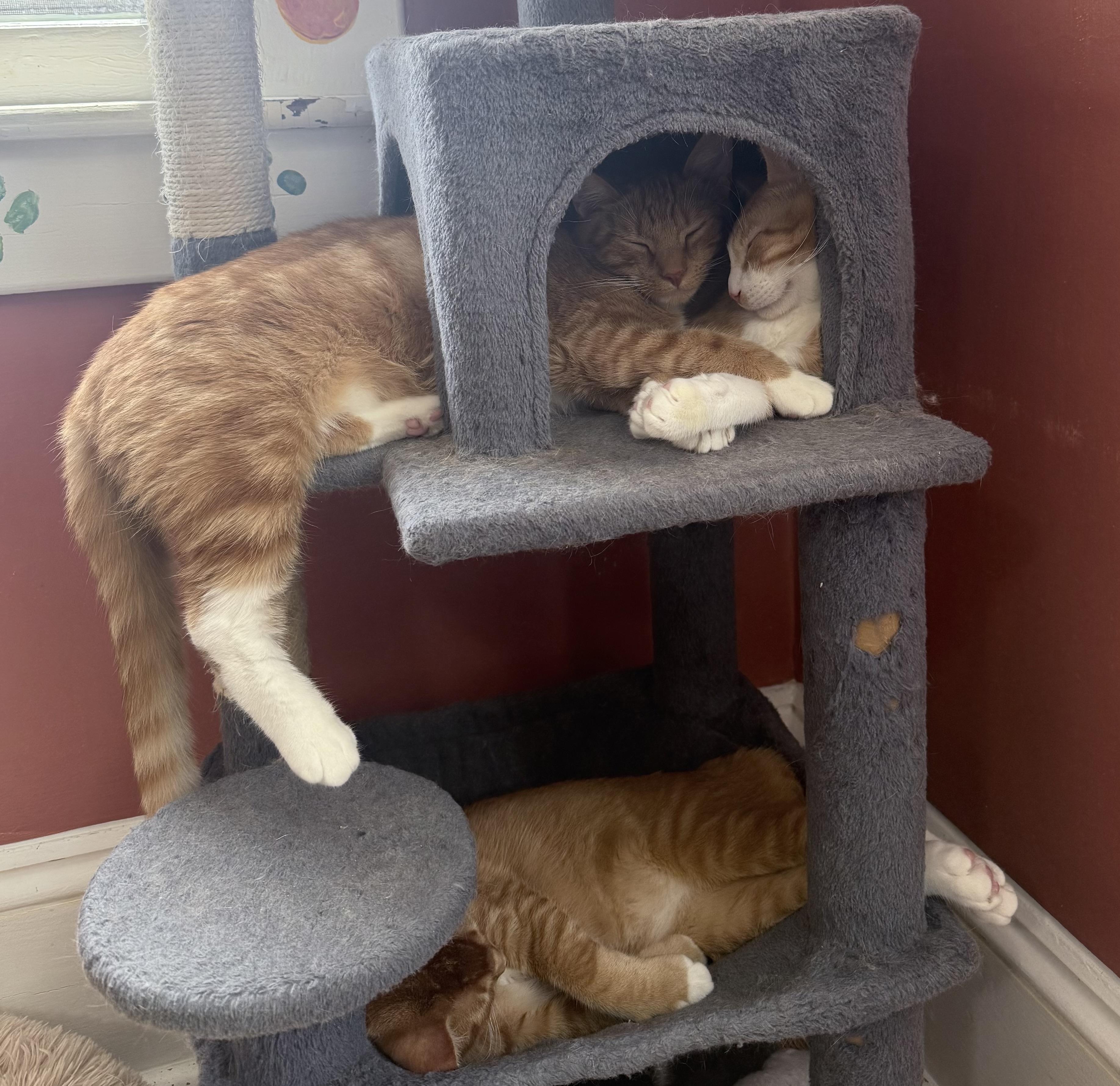 Caramel, a ADOPTABLE Domestic Short Hair in Berkeley Springs, WV image 2/5
