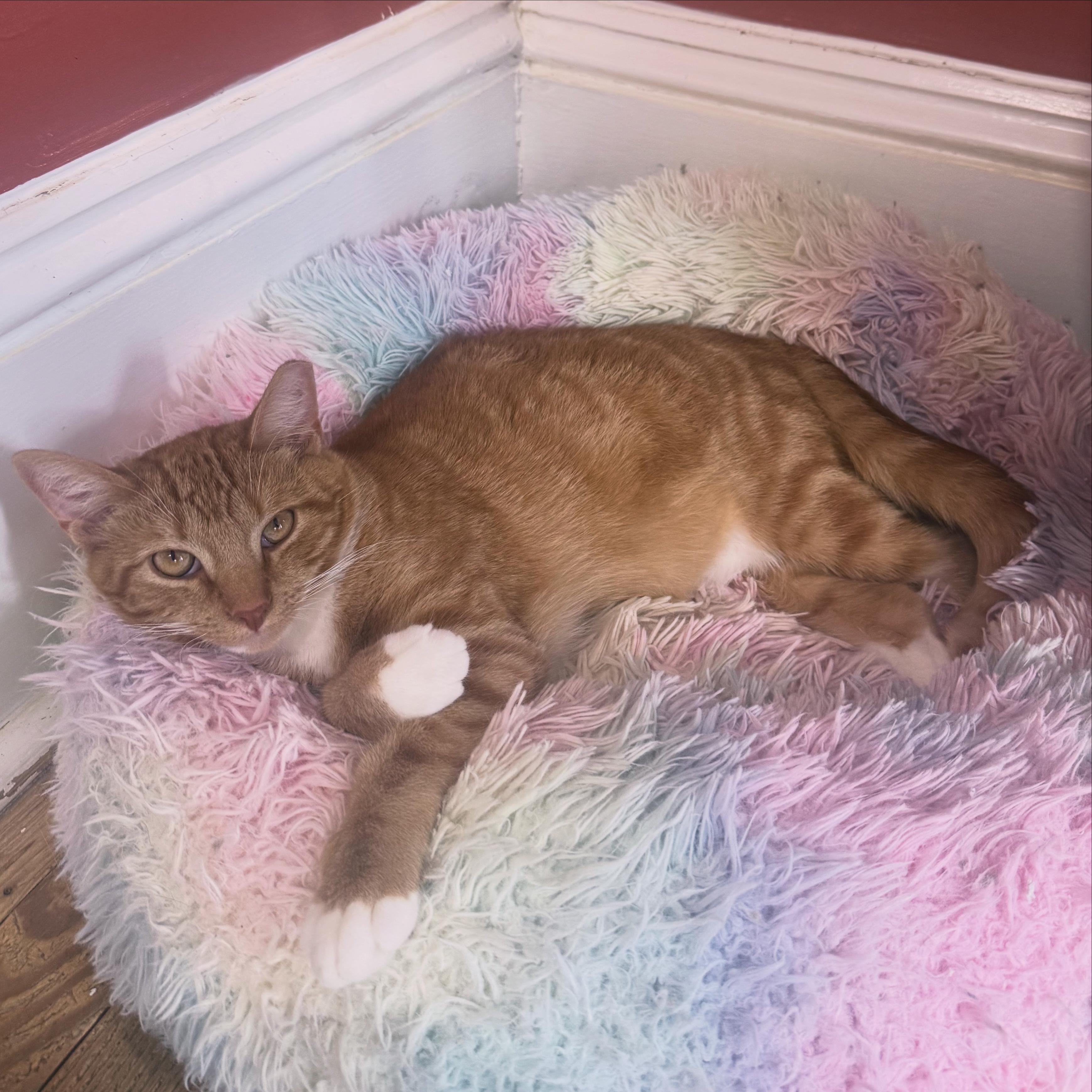 Caramel, ADOPTABLE, Young Male Domestic Short Hair.