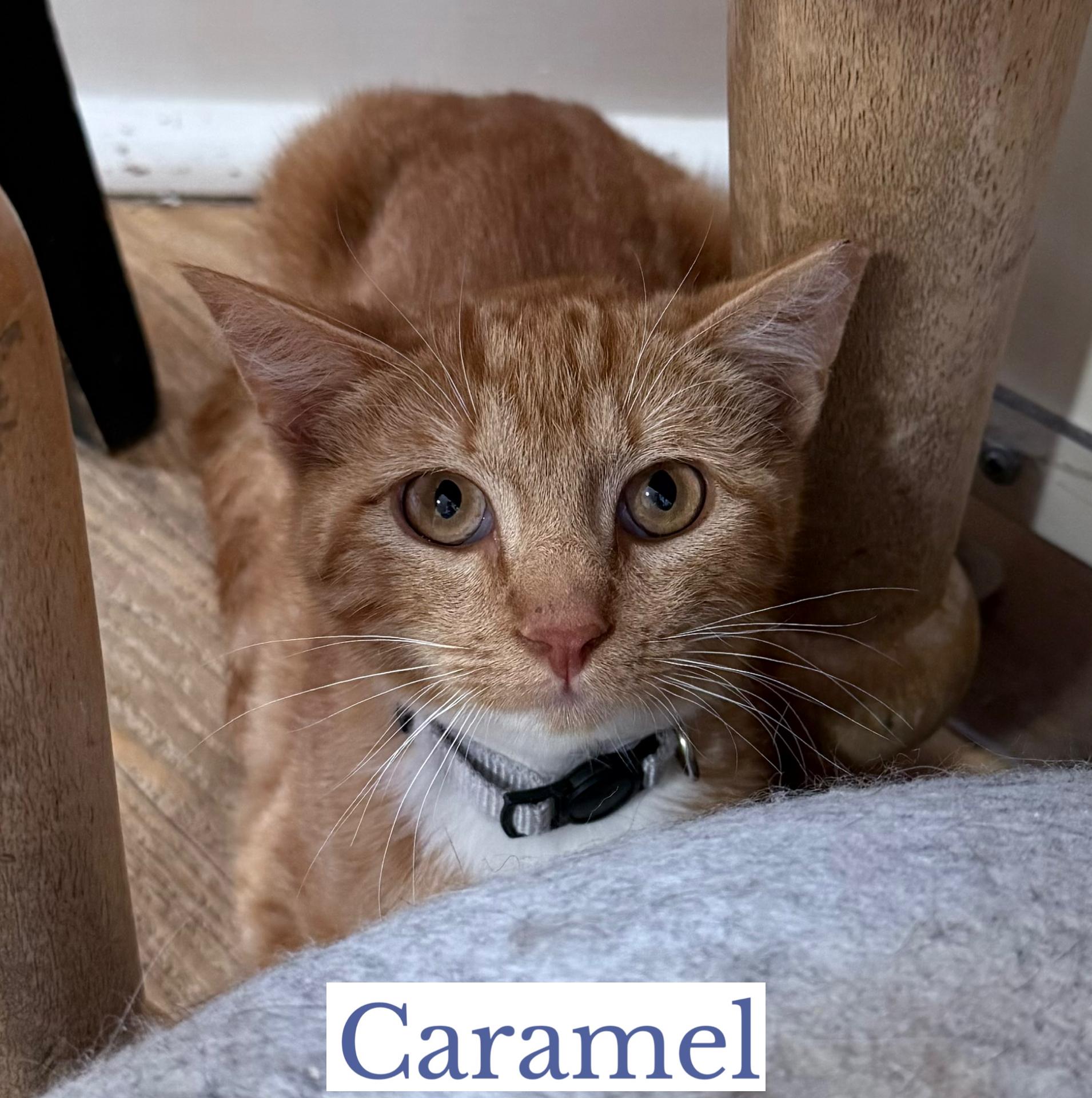 Caramel, a ADOPTABLE Domestic Short Hair in Berkeley Springs, WV image 4/5